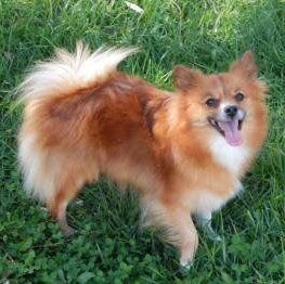 thin Pomeranian